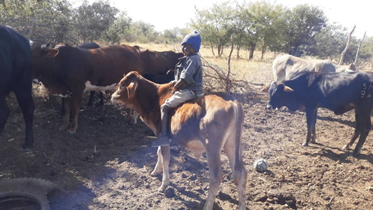 young boy riding cattle