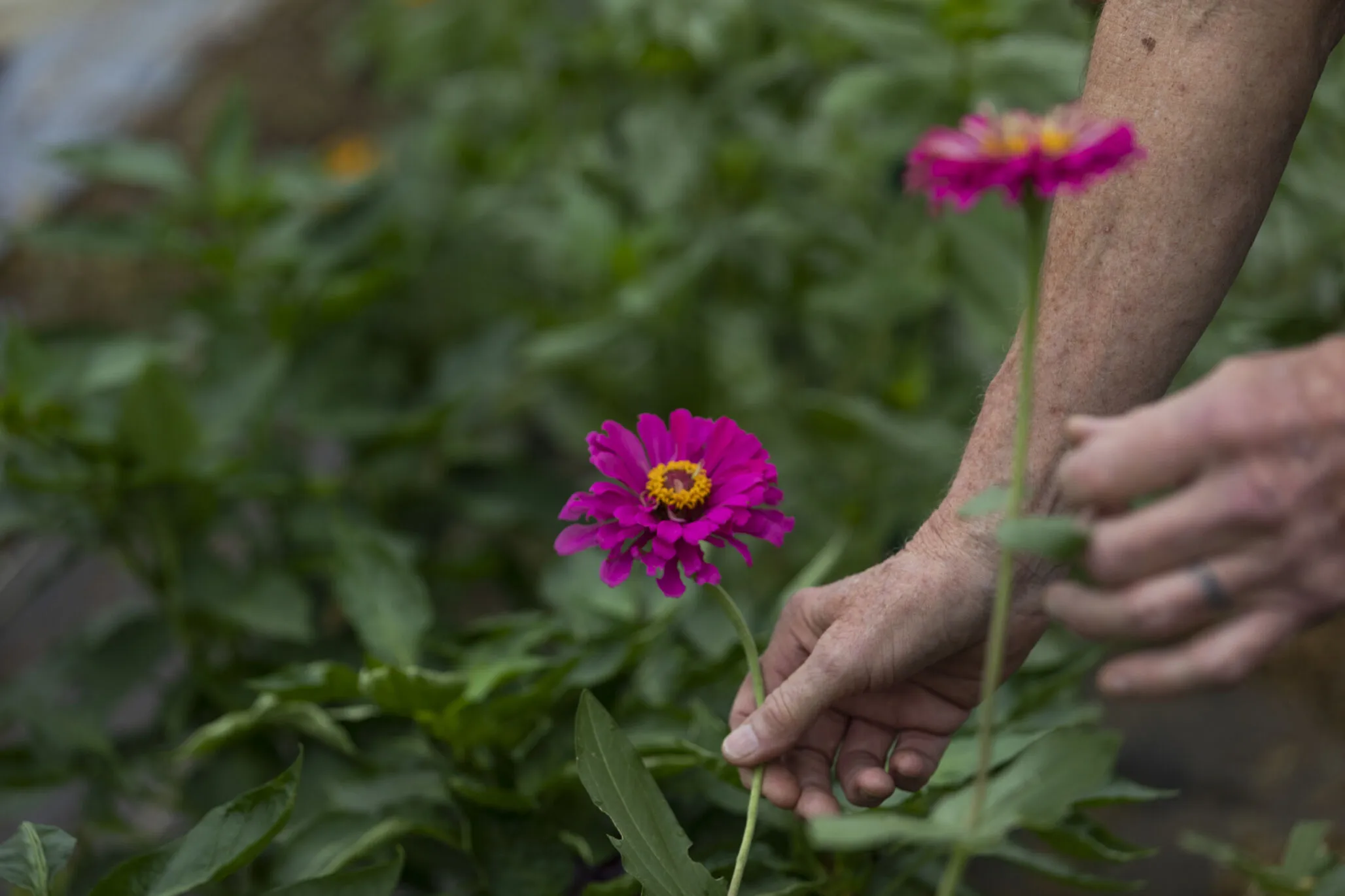 person holds onto bright fuchsia flower in a garden.